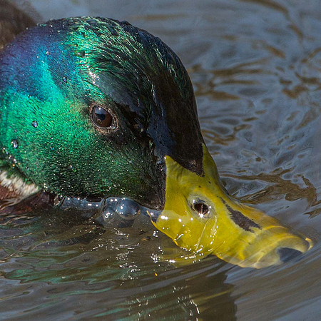 Mallard