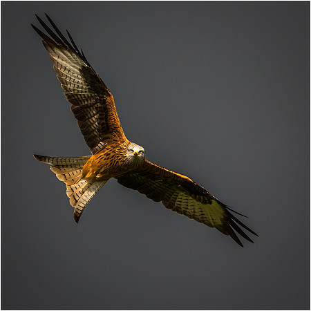 Red Kite, Scored 10 and 1st Dec 16