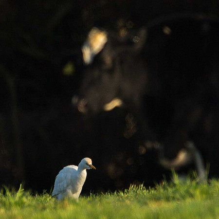 Cattle Egret