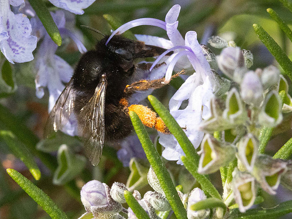 Hairy-footed Flower Bee (f)