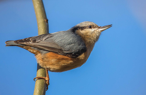 Nuthatch