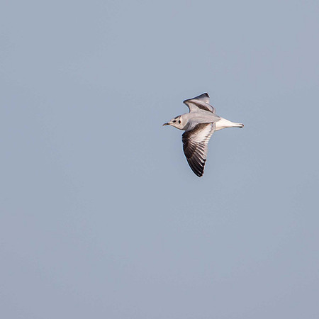Little Gull, 1st winter