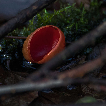 Elf Hat Fungus