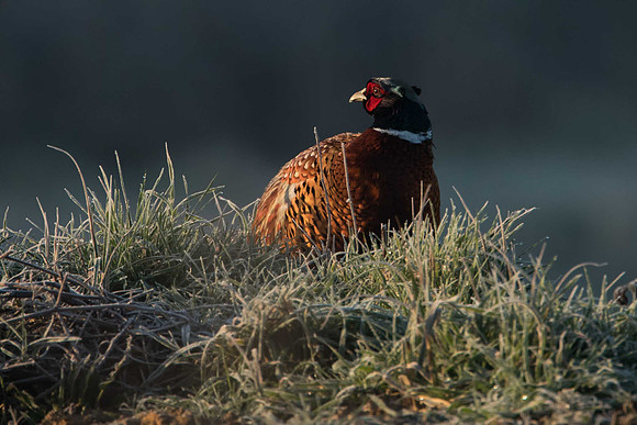 Pheasant