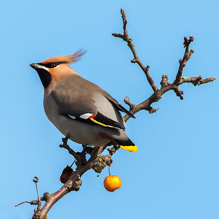 Hampshire Waxwing