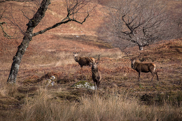 Loch Arkaig Red Stags