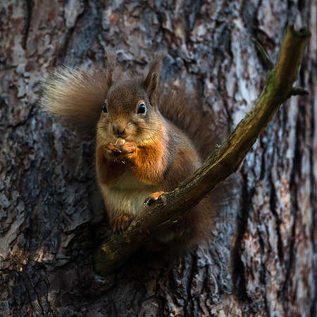 Red Squirrel, Anagach Community Woods