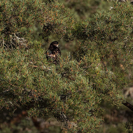 Buzzard