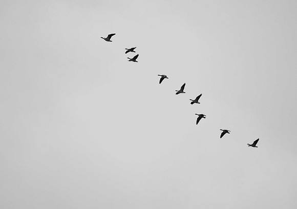 Greylag Geese