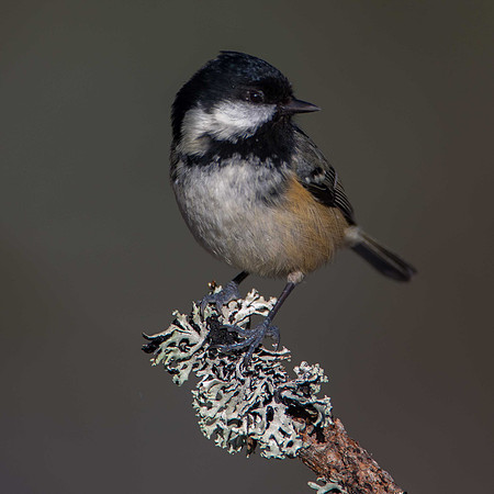Coal Tit