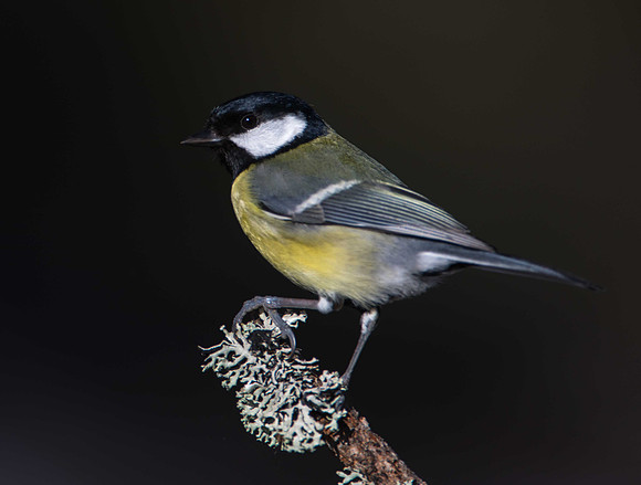 Great Tit