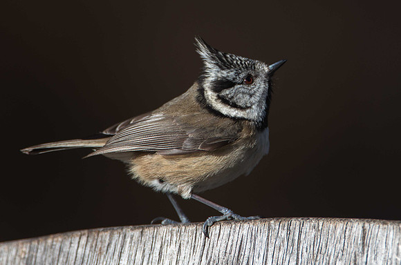 Crested Tit, Loch Garten