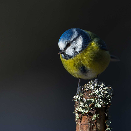 Blue Tit