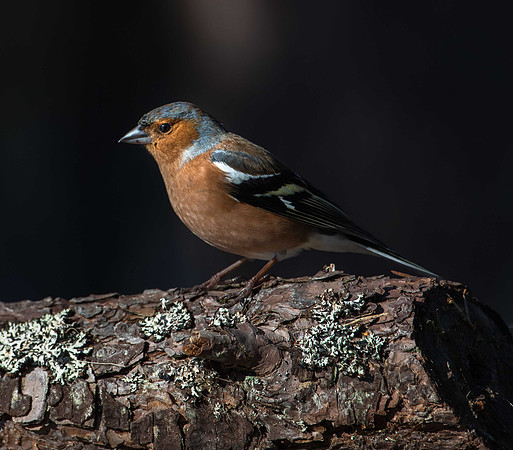 Chaffinch