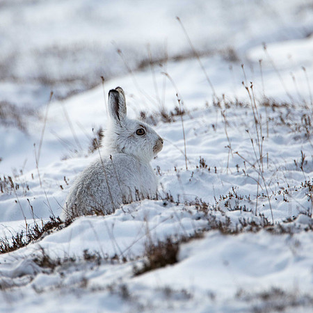Mountain Hare