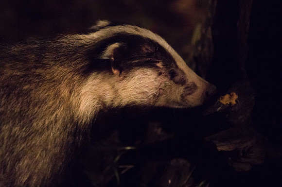 Badger