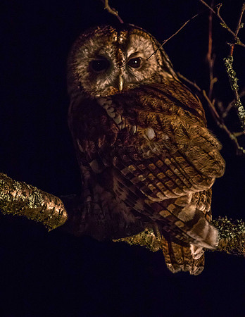 Tawny Owl, Rothiemurchus Estate
