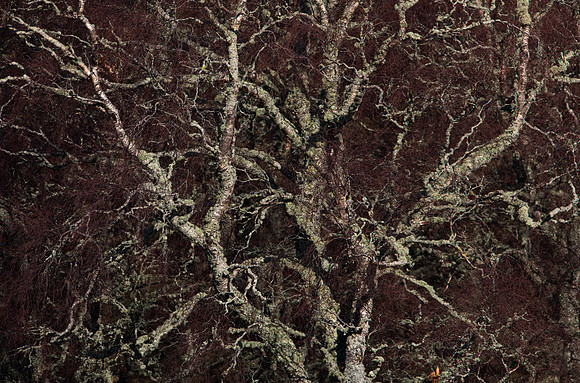 Birch tree
