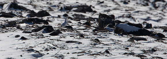 Ptarmigan
