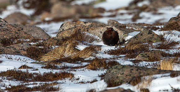 Red Grouse at lower level