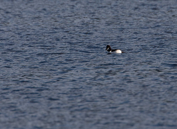 Golden Eye