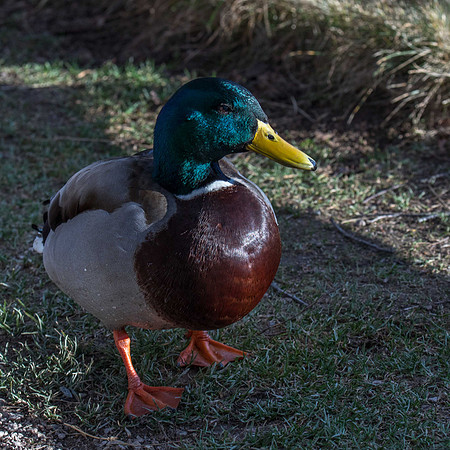 Mallard