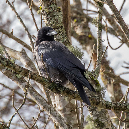 Hooded Crow