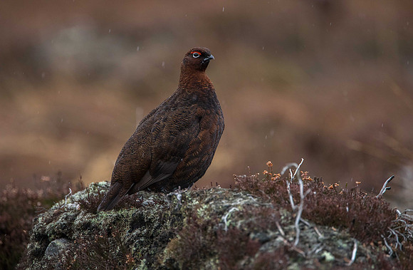 Red Grouse, Lochindorb
