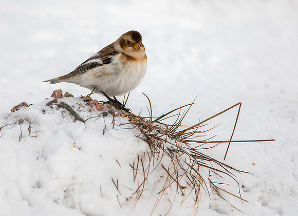 Cairngorm Snow Bunting