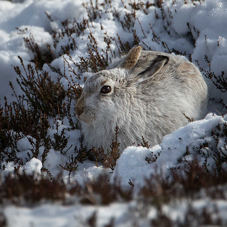 Mountain Hare, Findhorn Valley