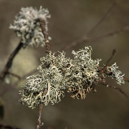 Lichen