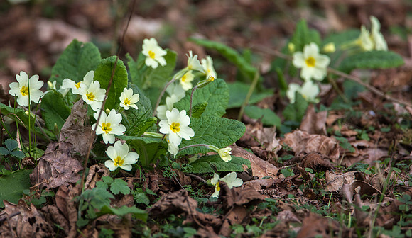 Primroses