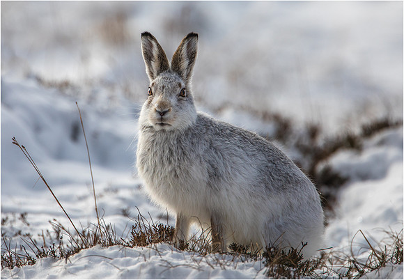 Mountain Hare Scored 10 HC March 17 & 9.5 SCPF Jan 18
