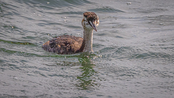 Juvenile