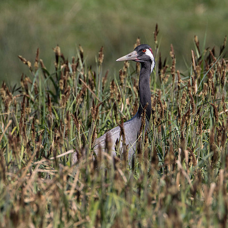 Nesting at Slimbridge