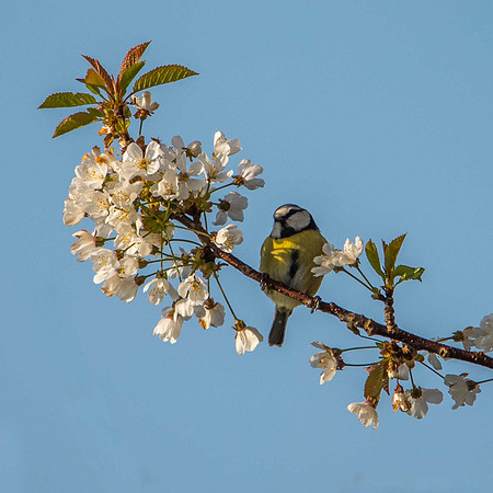 Blue Tit