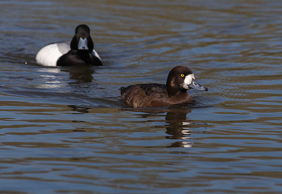 Scaup