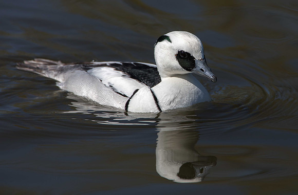 Smew