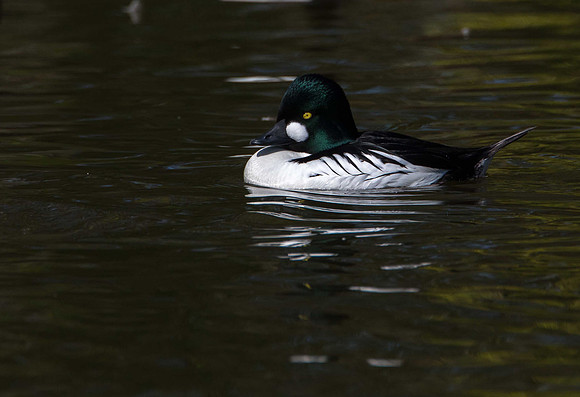 Golden Eye