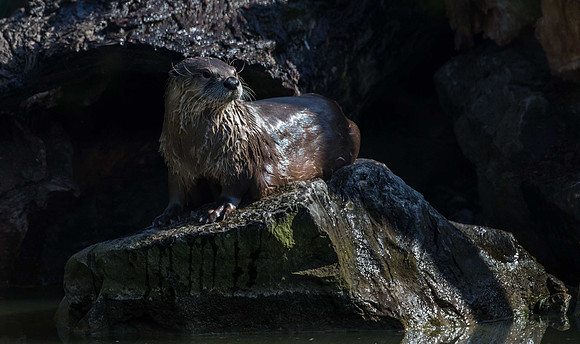 Otters, Slimbridge