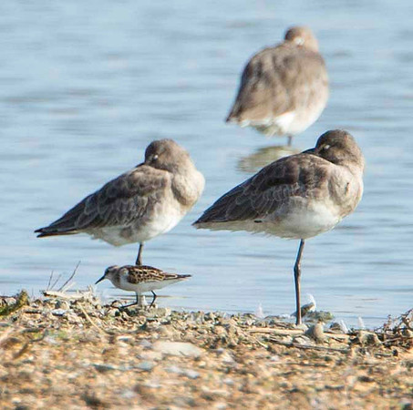 Little Stint under Black Tailed Godwits