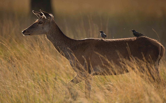 Doe