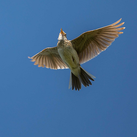 Skylark
