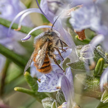Red Mason Bee