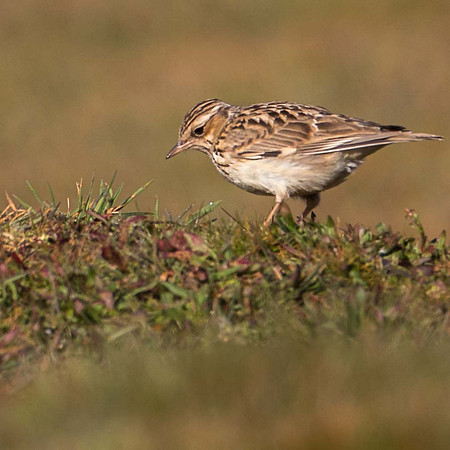 Wood Lark