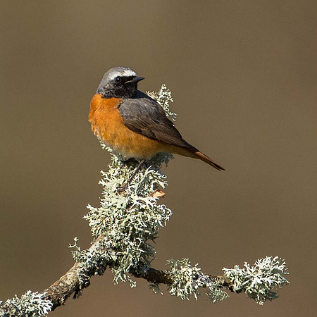 Redstart