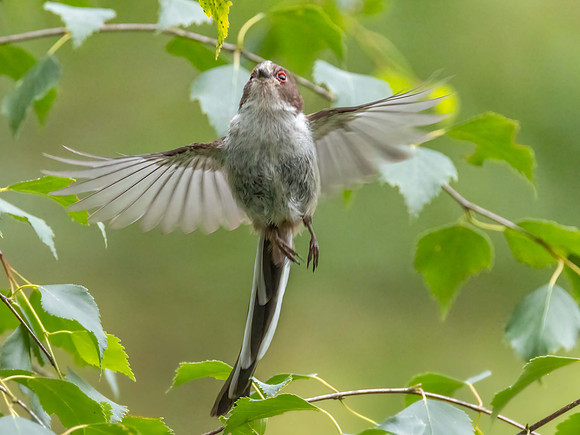 immature