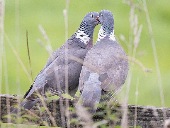 courtship