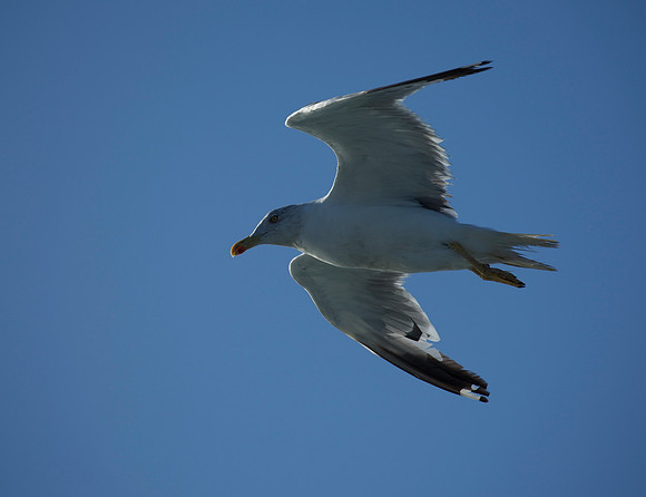 Herring Gull