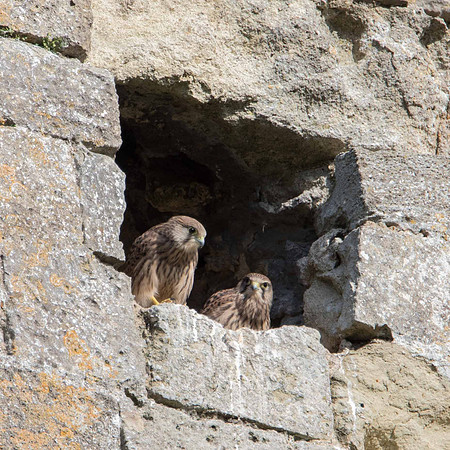 Youngsters on Portchester Castle